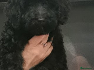 Cockapoo dogs - Advert 21