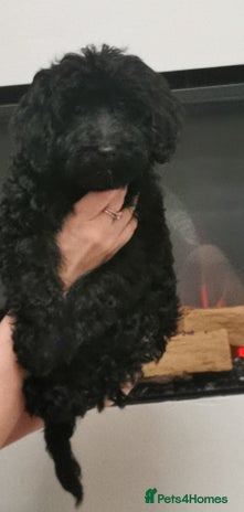 Cockapoo dogs - Advert 16