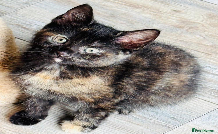 European cats - Advert 1
