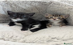 Mixed Breed cats for sale: Beautiful kittens.  - Image 3