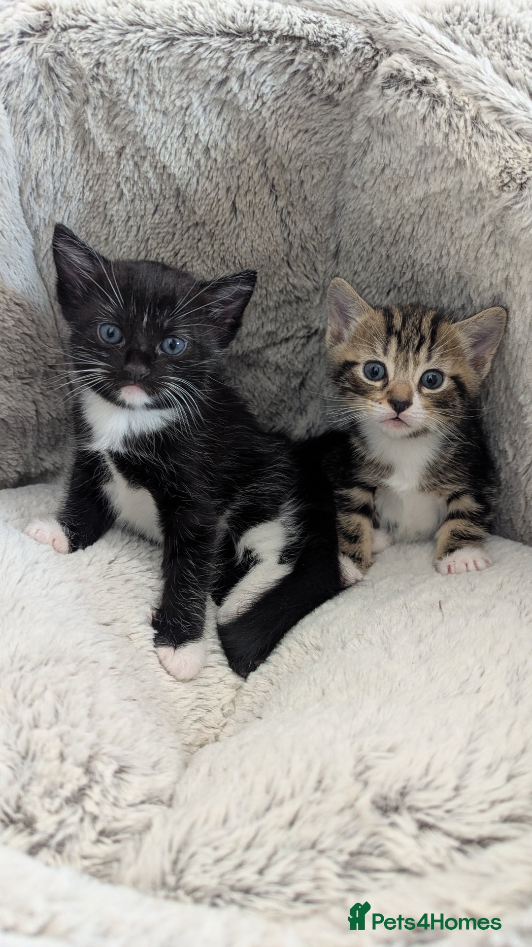 Mixed Breed cats for sale: Beautiful kittens.  - Image 3