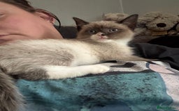 Ragdoll cats for sale: Ragdoll cross  - Advert 2