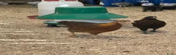 Chickens poultry for sale: Wellsummer, USA silkies, cu, silver duckwings  - Advert 3
