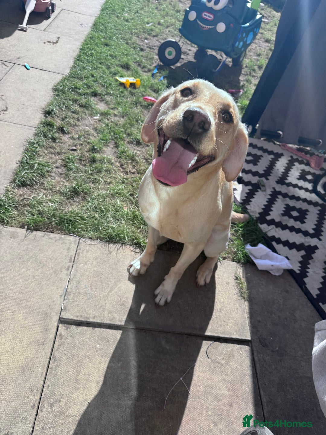 Labrador Retriever dogs for sale: Gold lab for sale - Advert 3