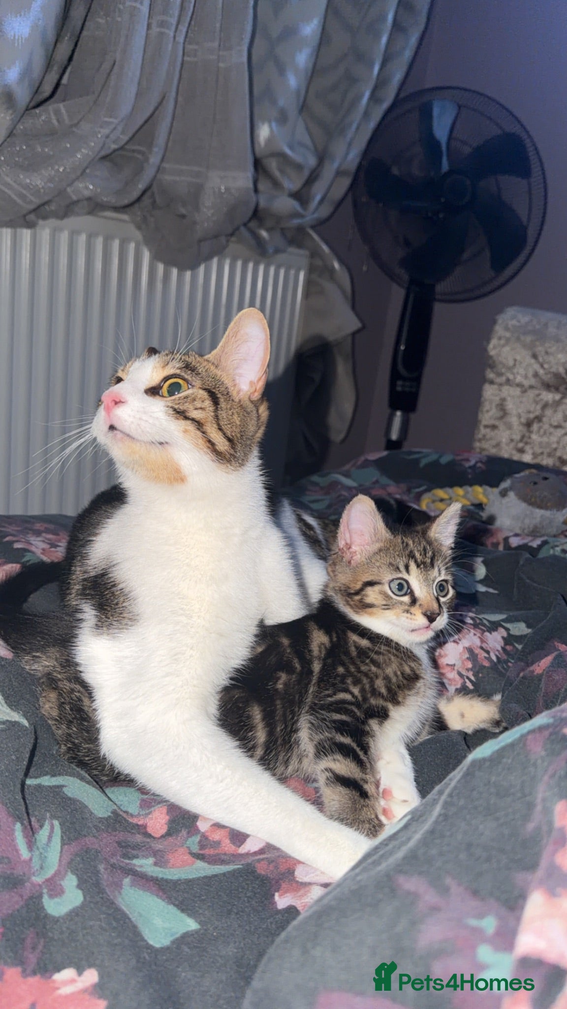 Domestic Shorthair cats Male kitten - Advert 1