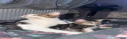 Domestic Shorthair cats for sale: Male kitten - Advert 1