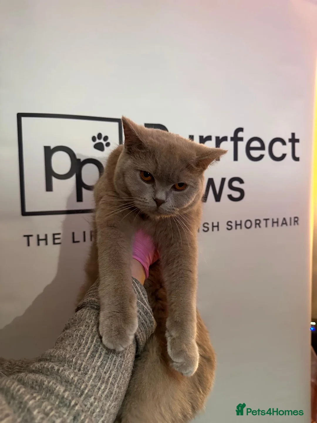 British Shorthair cats for sale: 3 lilac British short hair kittens  in London - Advert 2