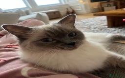Ragdoll cats for sale: Beautiful seal point kittens  - Image 11