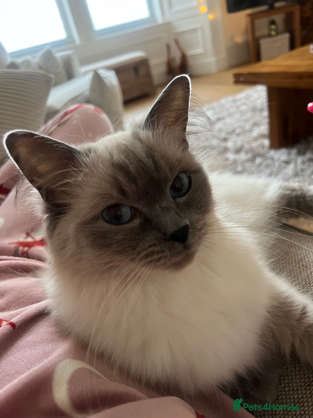 Ragdoll cats for sale: Beautiful seal point kittens  - Image 11