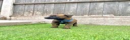 Belgian Shepherd Dog dogs for sale: KC Belgian Malinois Puppys for sale - Advert 6