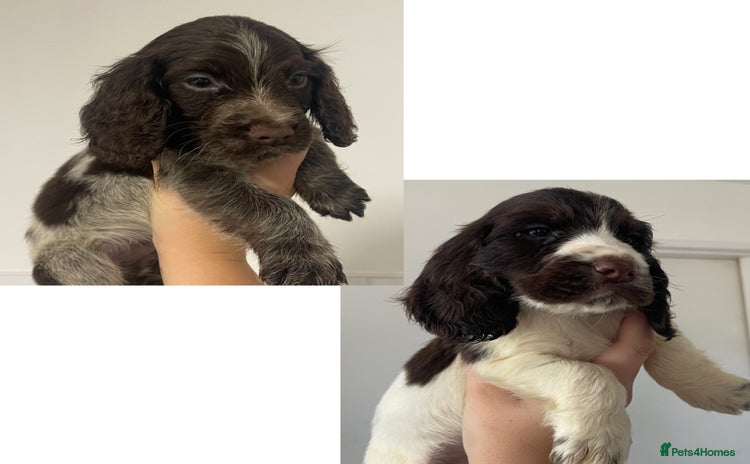 Cocker Spaniel dogs - Advert 5