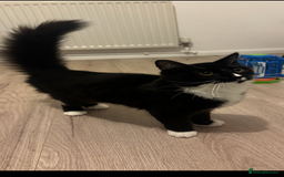 Domestic Shorthair cats for sale: Kitten 5 months old - Image 4