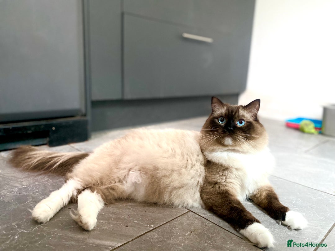 Ragdoll cats for sale: Outstanding TICA reg Kittens – Champion Bloodlines - Image 12