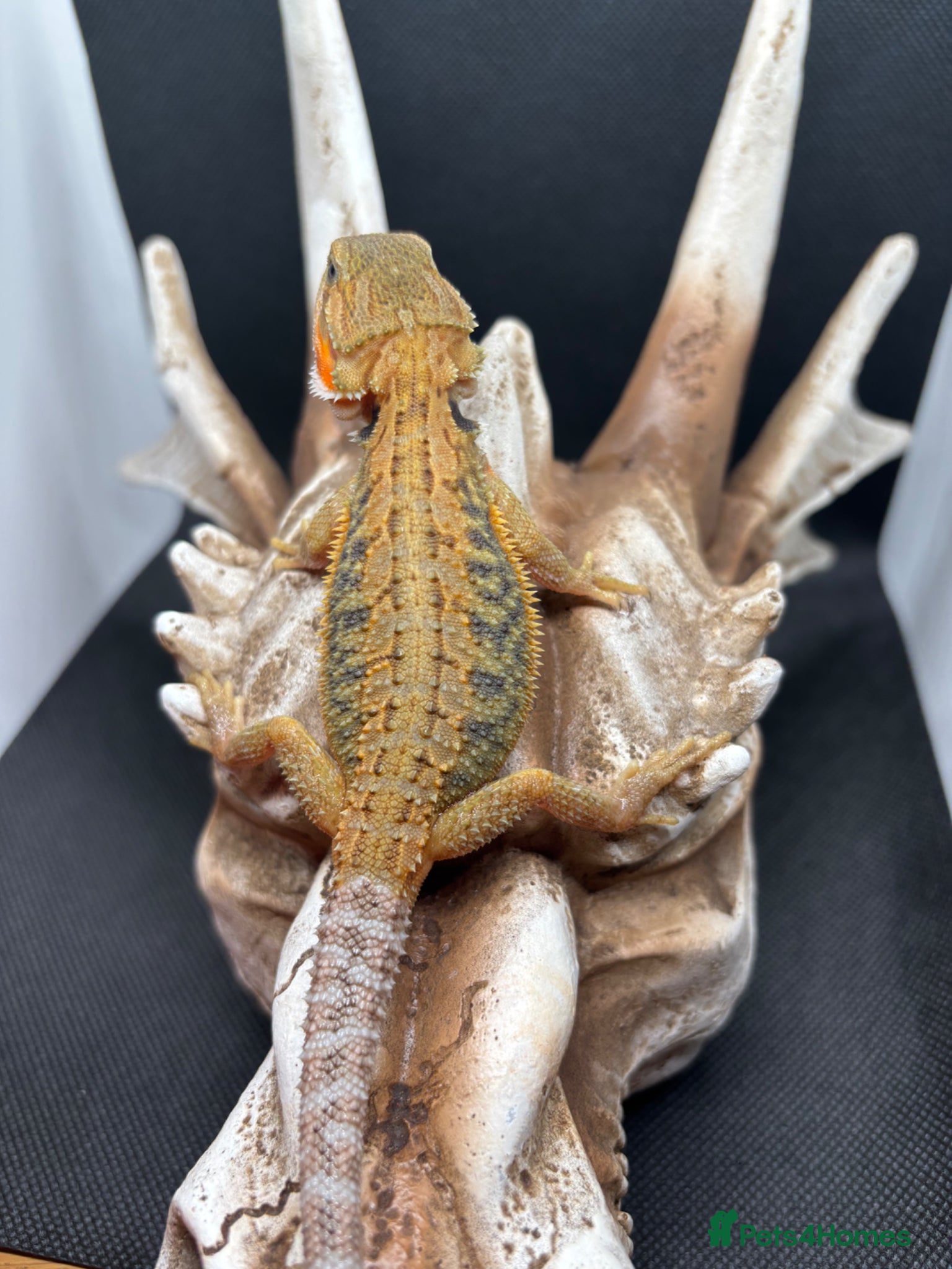 Bearded Dragon reptiles Spectacular baby dragons ready now  - Advert 2
