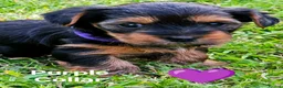 Yorkshire Terrier dogs for sale: Purebred Yorkshire Terrier Puppies Vaccinated  - Advert 37