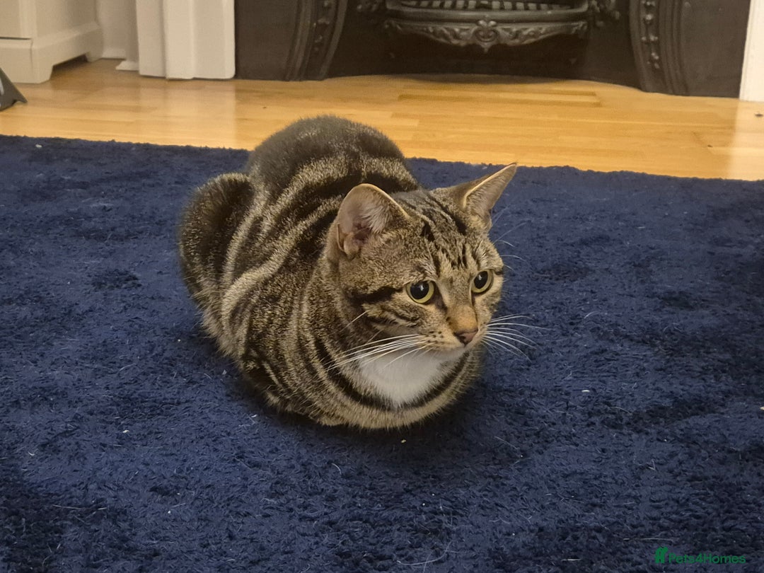 Domestic Shorthair cats for sale: Majestic Cat looking for a loving home - Image 10