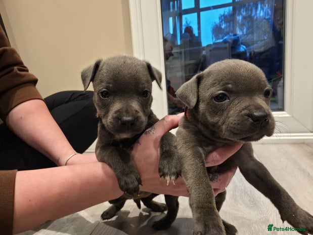 Staffordshire Bull Terrier dogs - Advert 4