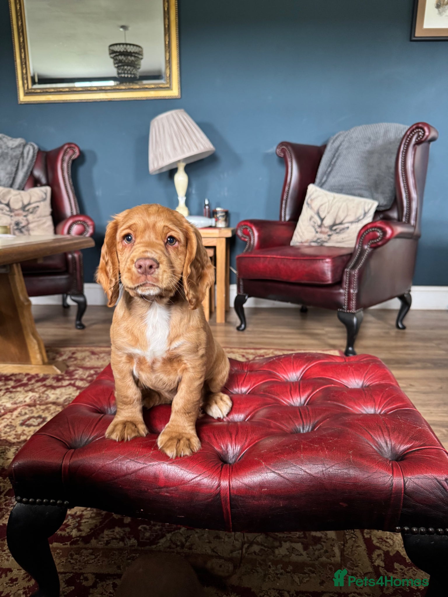 Cocker Spaniel dogs Working cocker spaniels - Advert 8