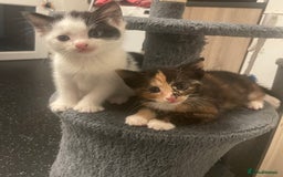 British Shorthair cats for sale: 2 male kittens remaining  - Image 5