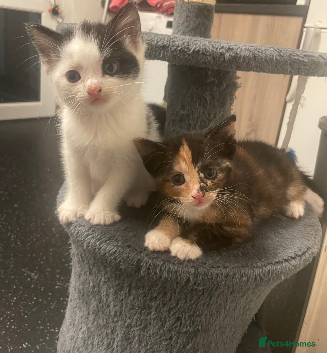 British Shorthair cats for sale: 2 male kittens remaining  - Image 5
