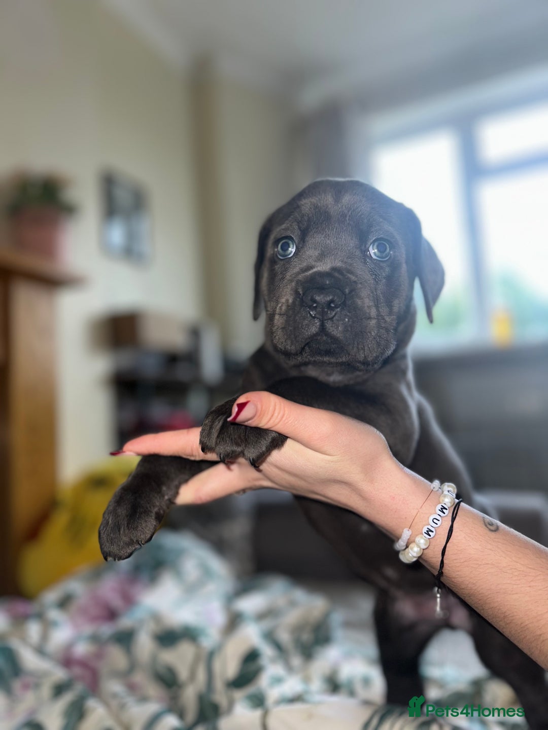 Cane Corso dogs for sale: Full bloodline Cane Corso Italiano FCI - Advert 3