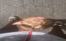 Mixed Breed dogs for sale: Pocket Bully  - Advert 2