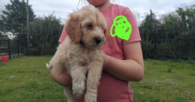 Cockapoo dogs - Advert 6