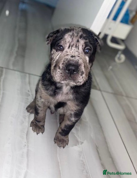 Mixed Breed dogs 4 rare colour sharpei x beauties  - Advert 3