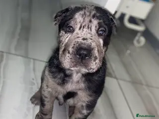 Mixed Breed dogs 4 rare colour sharpei x beauties - Advert 3