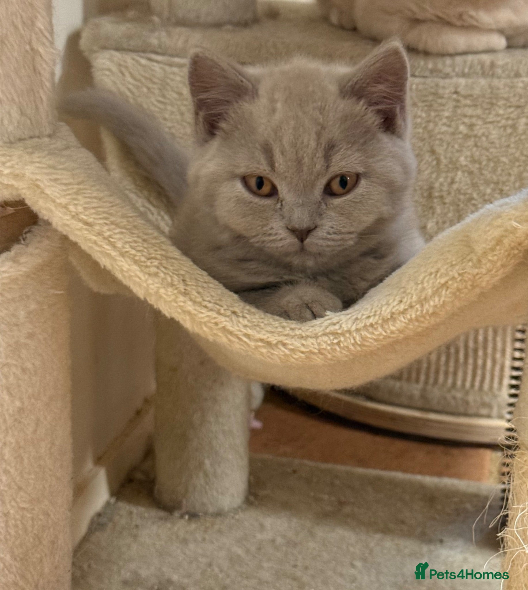 British Shorthair cats GCCF BSH Kittens - Champion Bloodlines - Advert 5