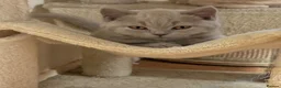 British Shorthair cats for sale: GCCF BSH Kittens - Champion Bloodlines - Advert 1