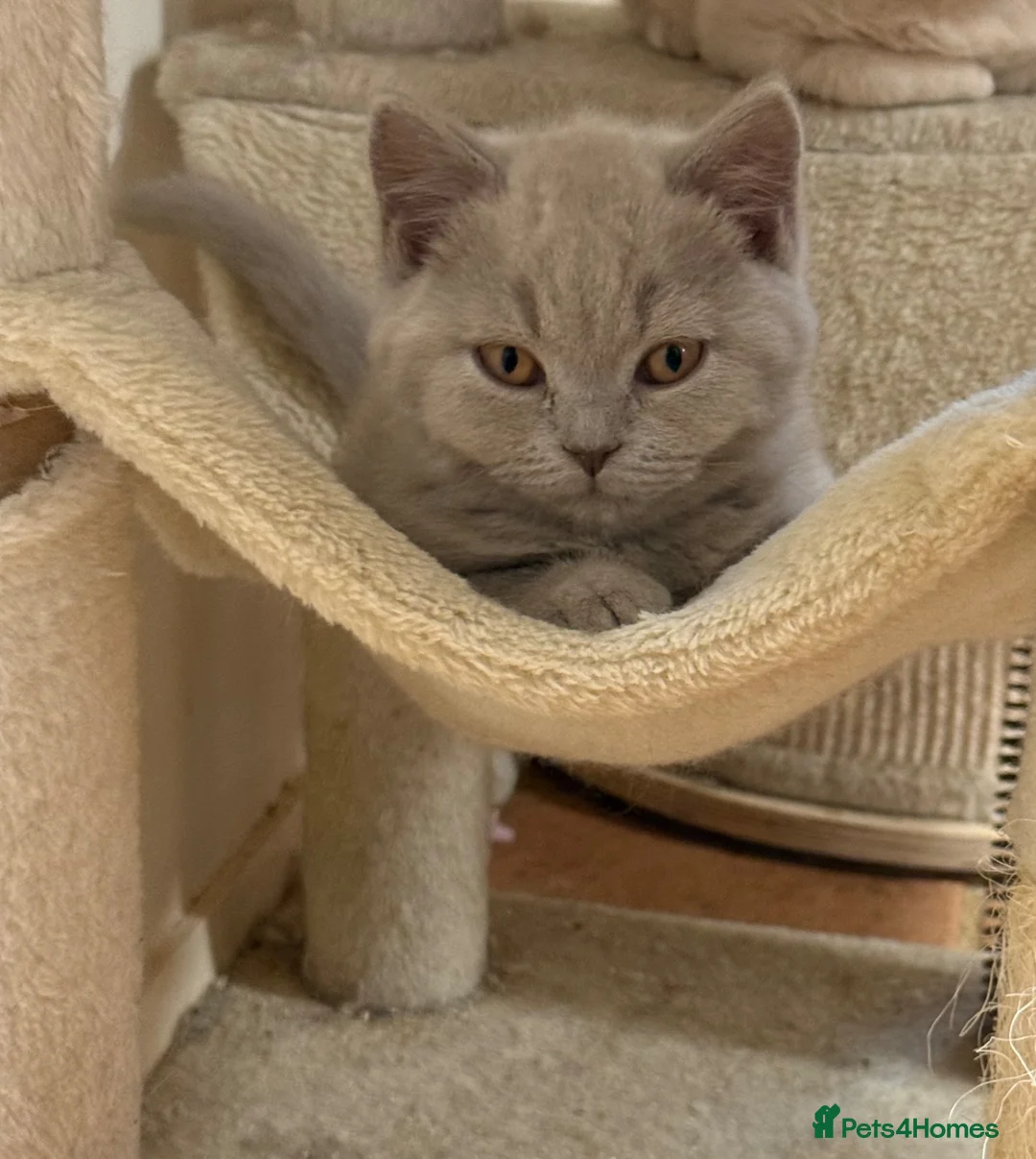 British Shorthair cats for sale: GCCF BSH Kittens - Champion Bloodlines - Advert 1