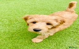 Labradoodle dogs for sale:  Adorable 🥰 Miniature Labradoodle Puppies F2B  - Image 20