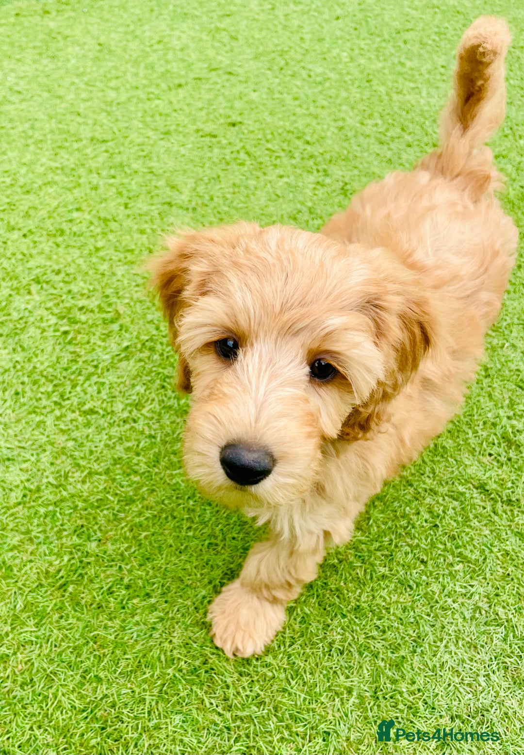 Labradoodle dogs for sale:  Adorable 🥰 Miniature Labradoodle Puppies F2B  - Image 20