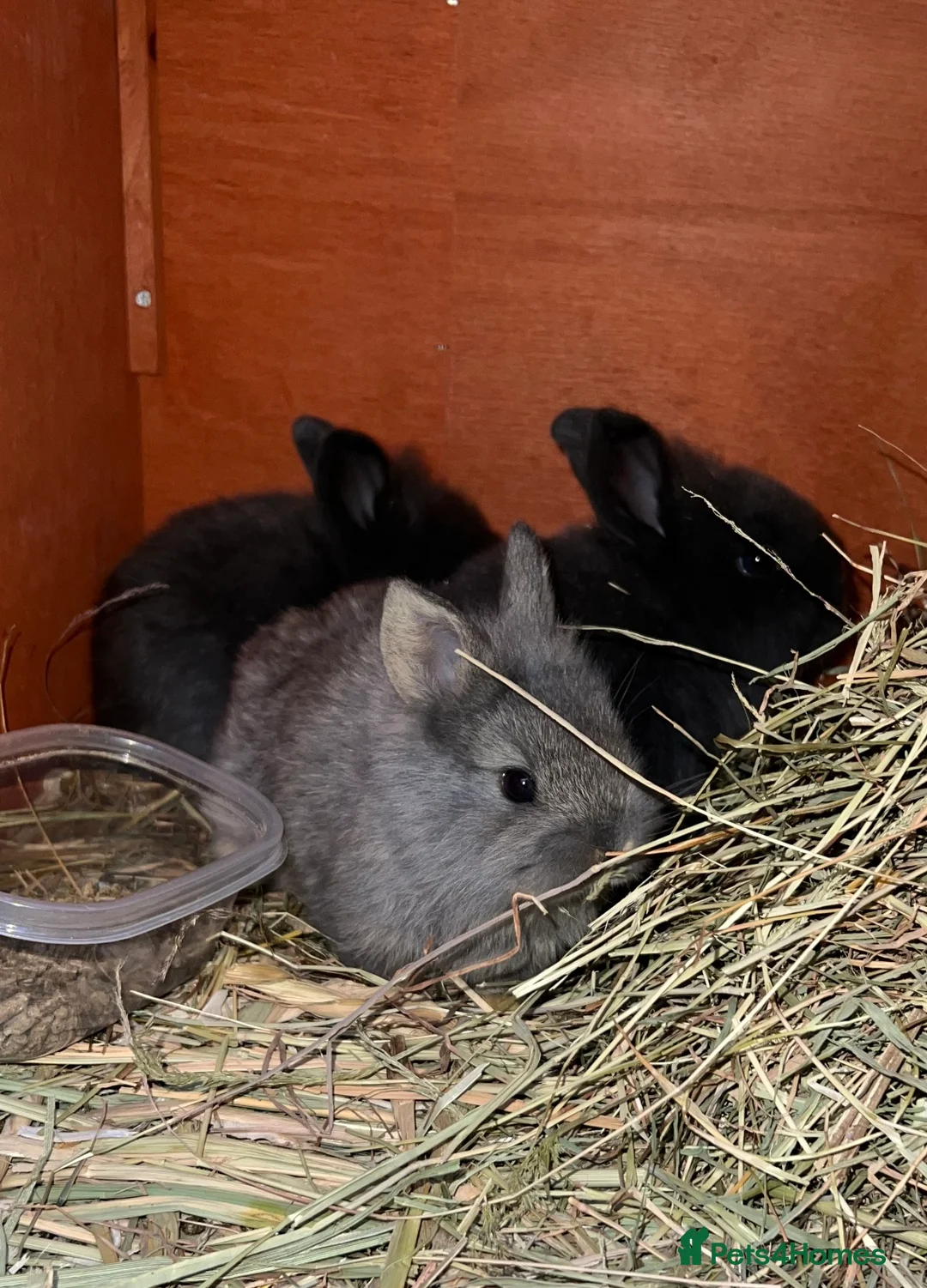Lionhead rabbits for sale: Adorable lion head in Dukinfield - Advert 1