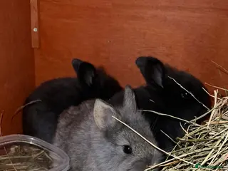 Lionhead rabbits Adorable lion head - Advert 2