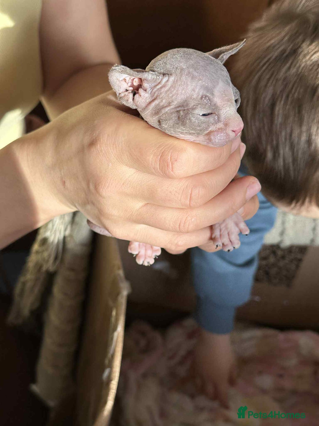 Sphynx cats for sale: Sphinx kittens 🩵❤️ - Advert 12