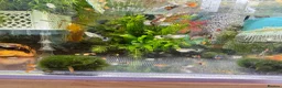 Platies fish for sale: Beautiful small Platy, Guppy Molly &Pleco-HobbyTK - Advert 8