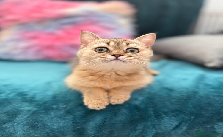 Scottish Fold cats - Advert 1
