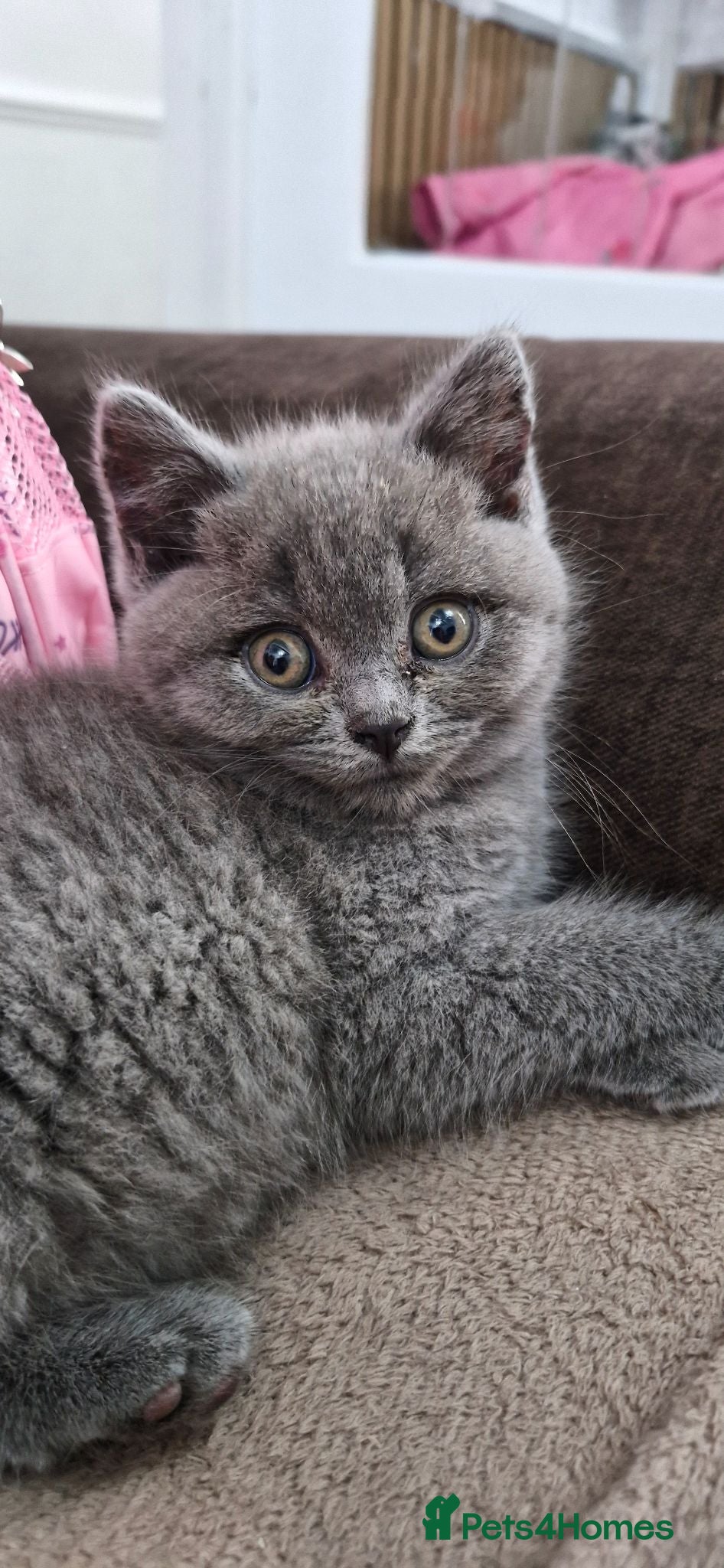British Shorthair cats British shorthair  - Advert 2