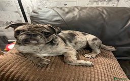 Pug dogs for sale: Beautiful female Pug - Image 4
