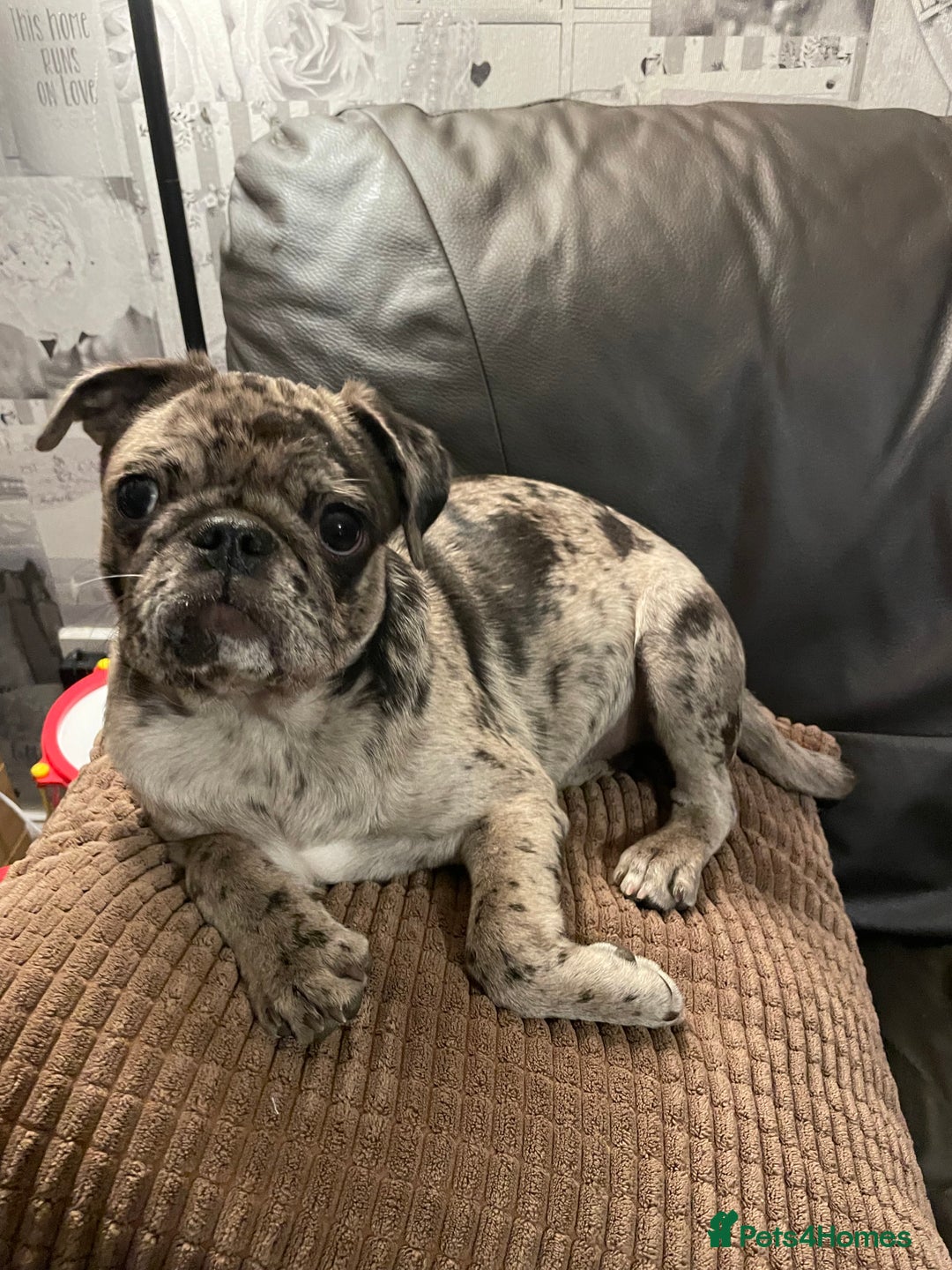 Pug dogs for sale: Beautiful female Pug - Image 4