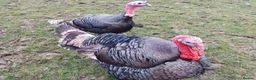 Turkeys poultry for sale: 2 Norfolk Black male turkeys one female  - Advert 3