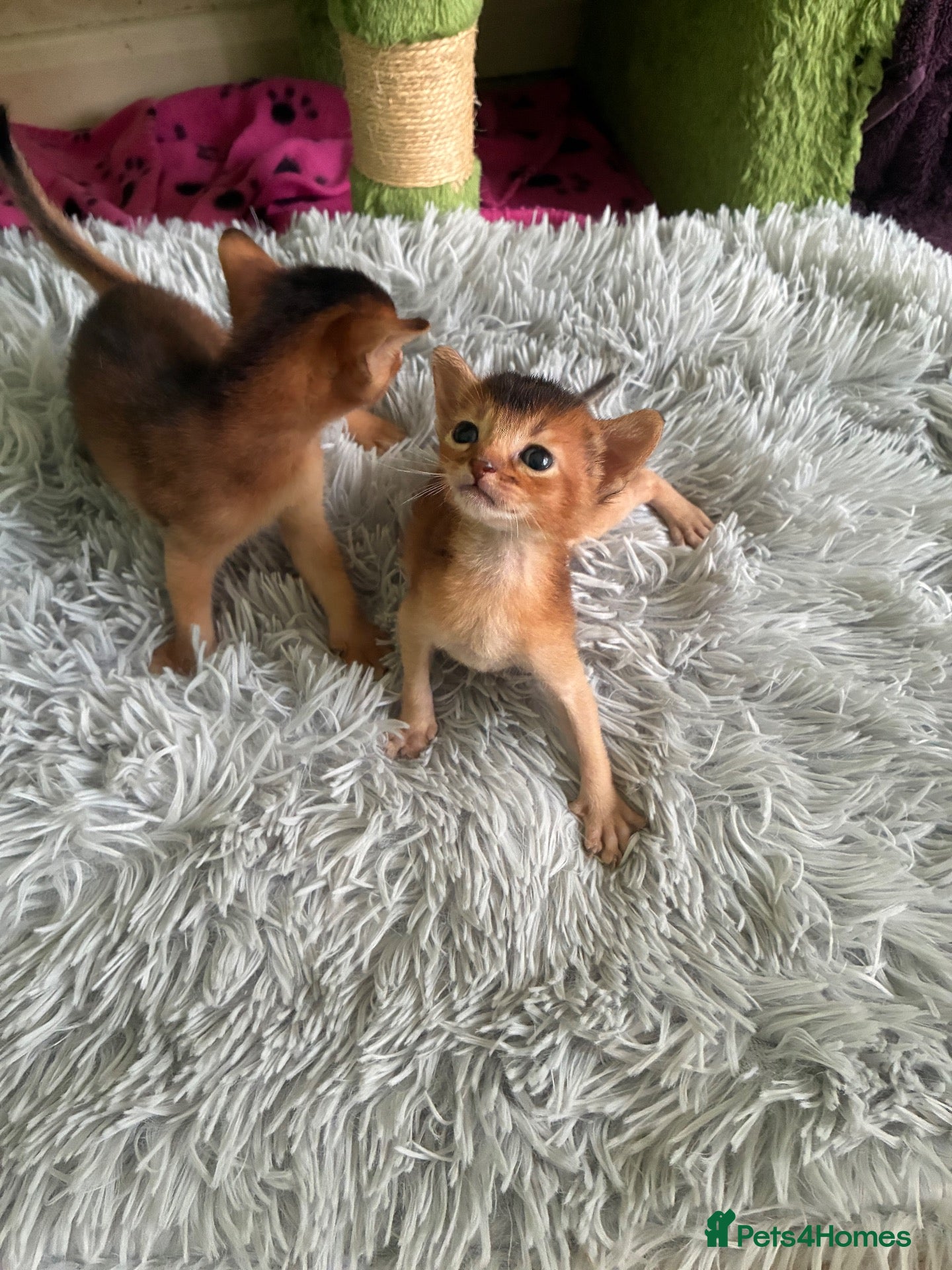 Abyssinian cats TICA 5* Pedigree Abyssinians  - Advert 2