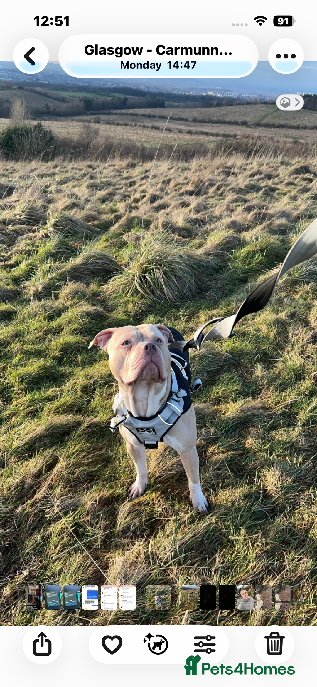 American Bulldog dogs for stud: American bulldog X for stud  - Advert 9