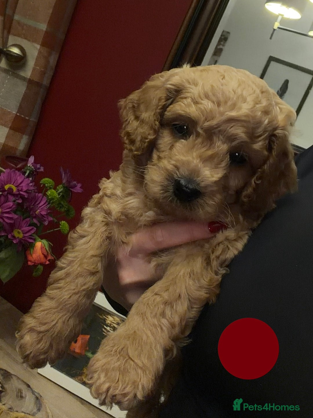 Cavapoo dogs for sale: Stunning Cavapoochon’s for sale (2 left) - Advert 27