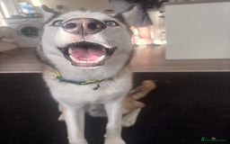 Siberian Husky dogs for sale: ASAP beautiful husky/malamute boy - Image 9