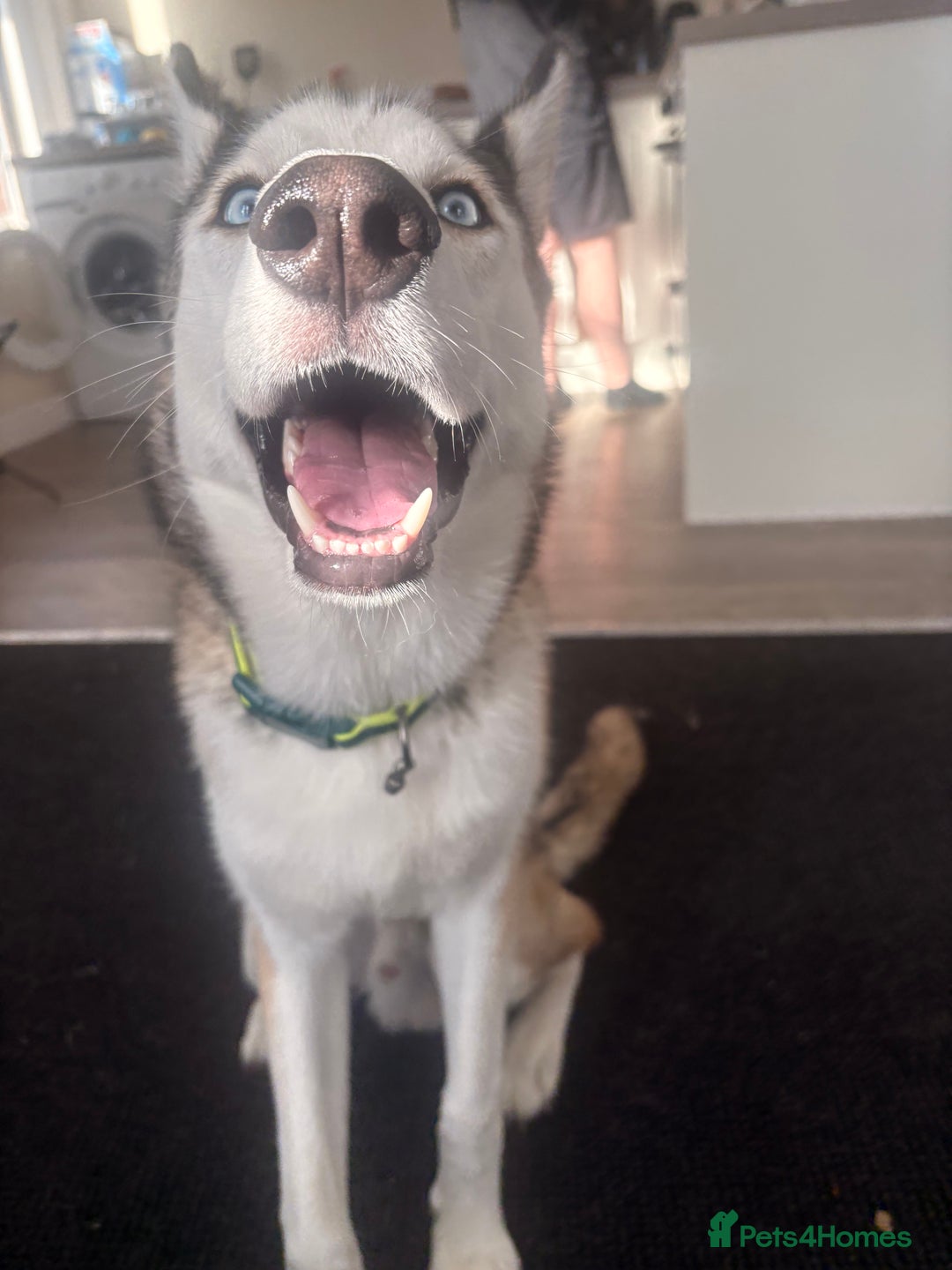 Siberian Husky dogs for sale: ASAP beautiful husky/malamute boy - Image 9