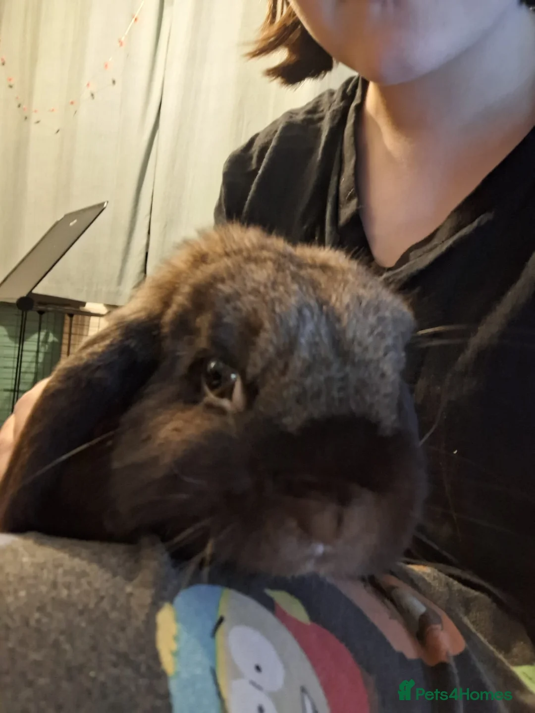Mini Lop rabbits for sale: Male mini lop  - Advert 4