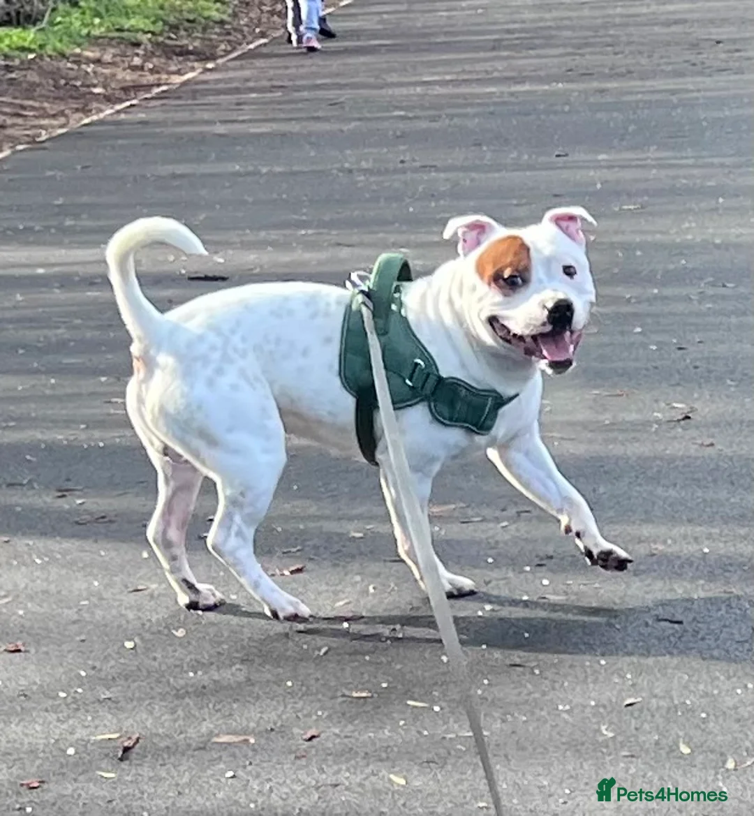 Staffordshire Bull Terrier dogs for sale: Staffordshire Bull - Advert 2